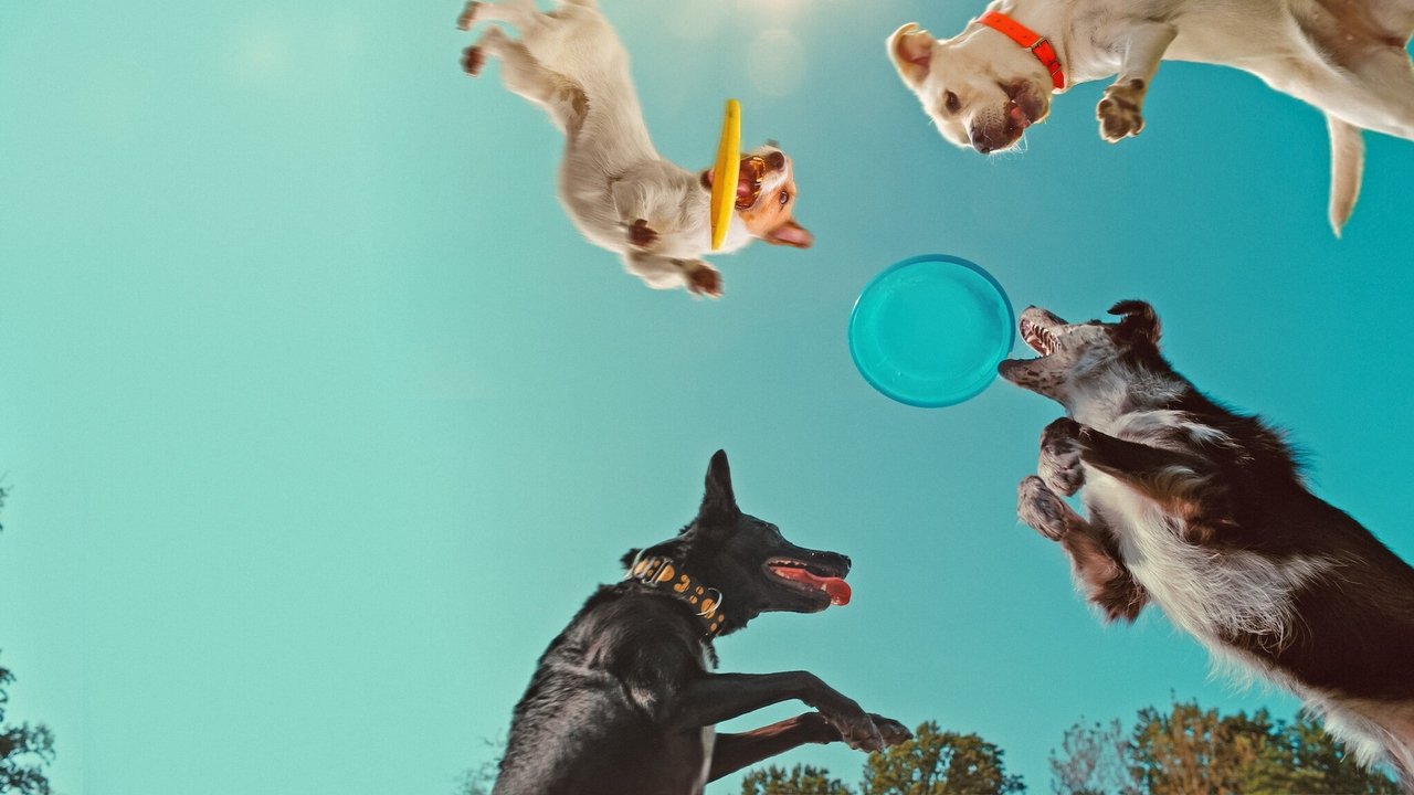 Peshku i Dëshirave backdrop