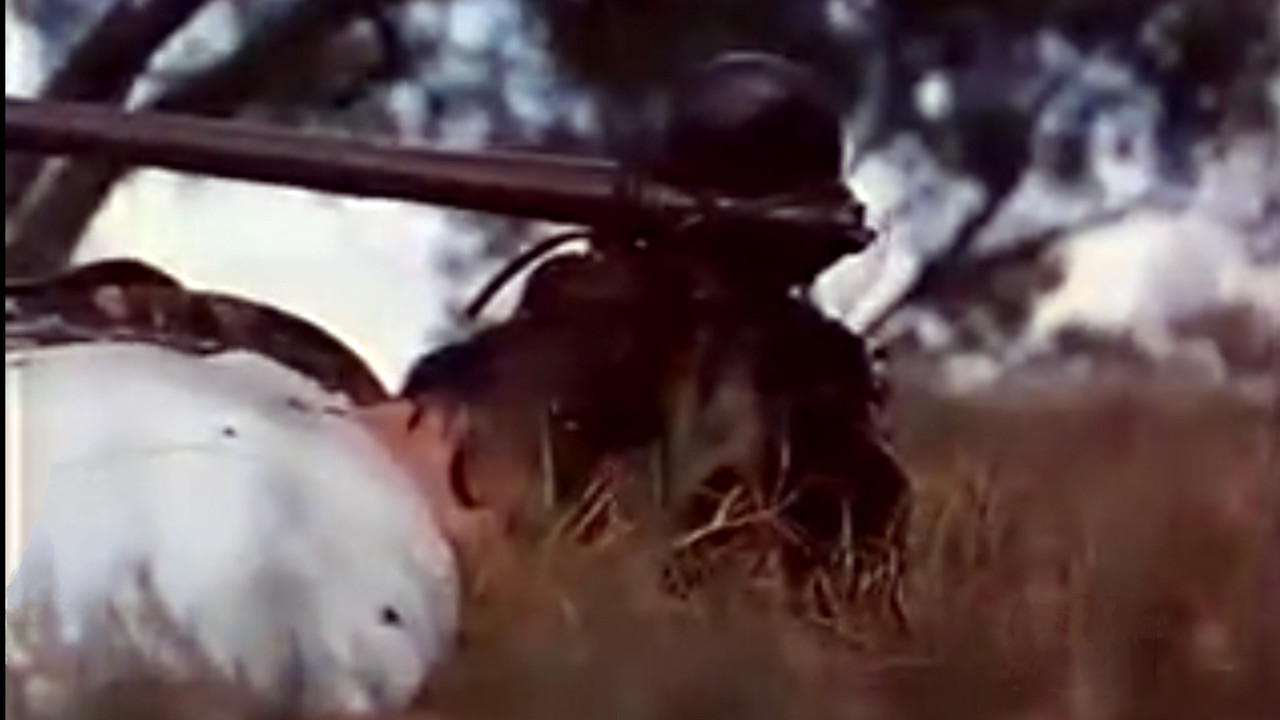 Çakallat Fluturojnë Nën backdrop