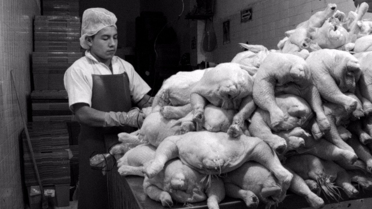 Gjak dhe Zorrë backdrop