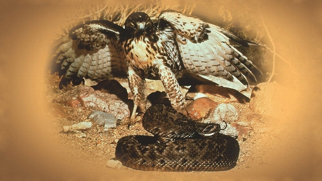 Sabor Tropical backdrop