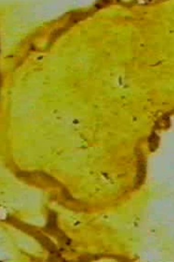 Rregullimi i Pete-së