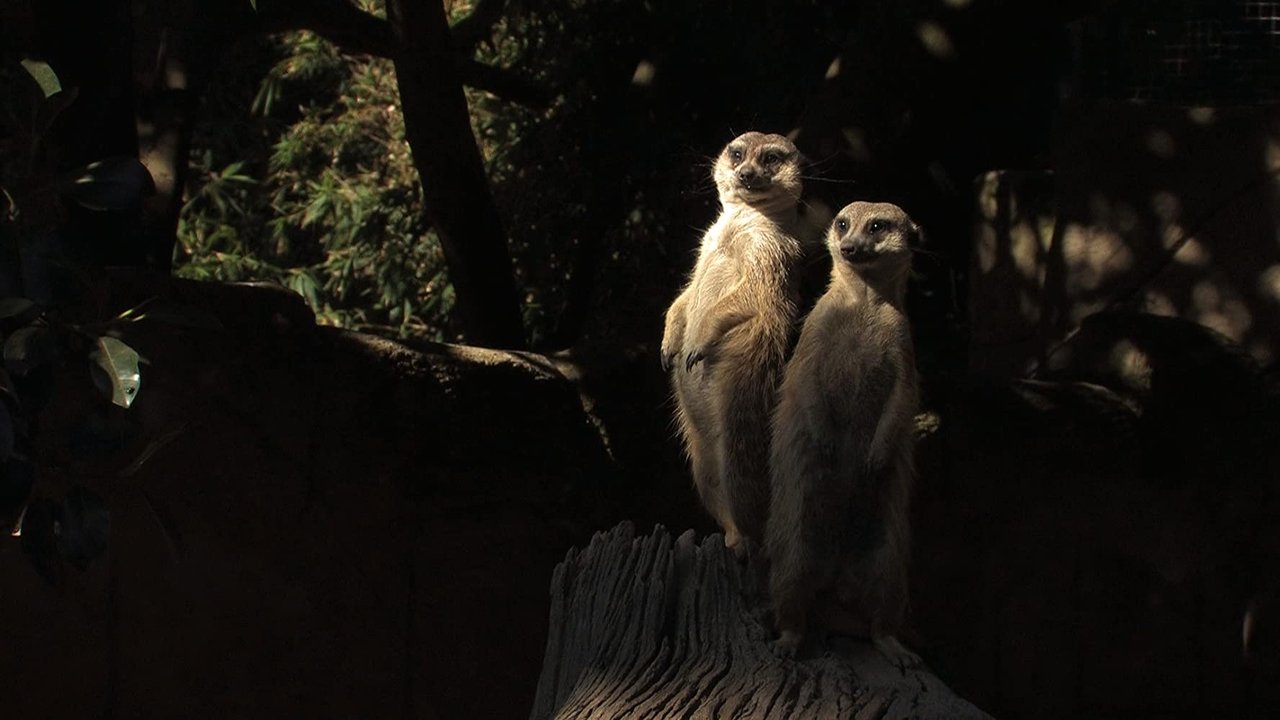 Kodi i Padurueshëm backdrop