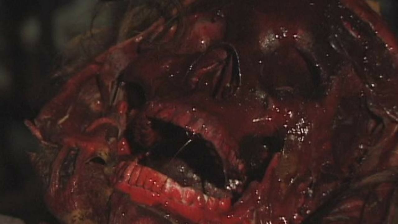 Summer Scars backdrop