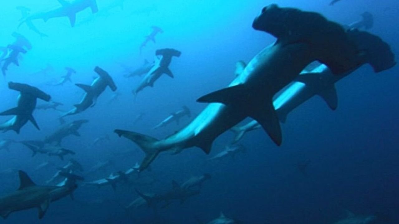 Bob Monkhouse: Jetë Dhe E Ndaluar backdrop