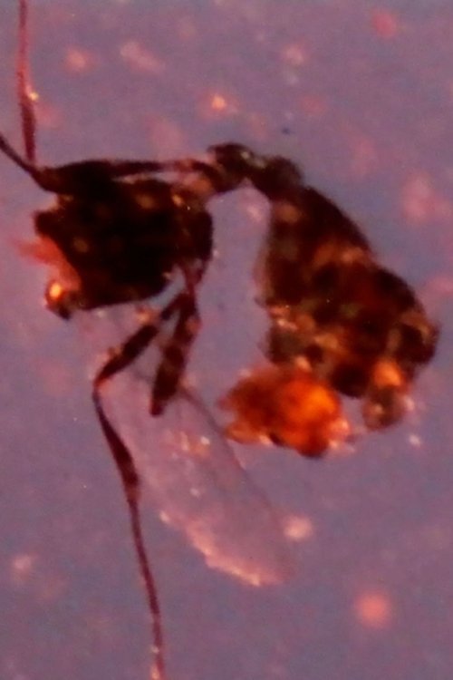 Beutolomäus dhe dyshimi i gabuar poster