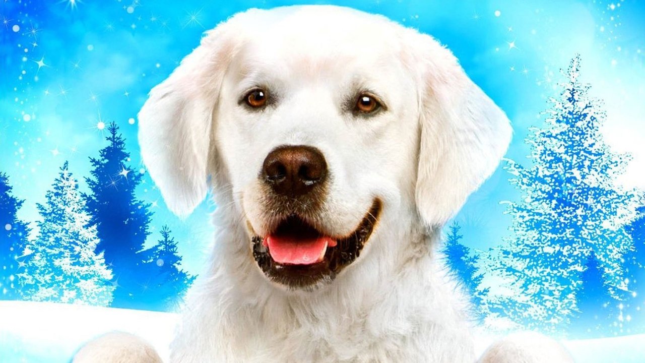 Bota Po Digjet backdrop