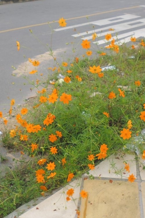 Super Bowl XLIX Champions: New England Patriots poster