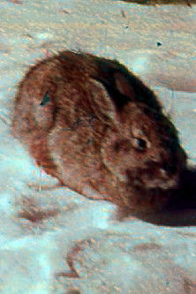 Krimi i Pepe Conde poster