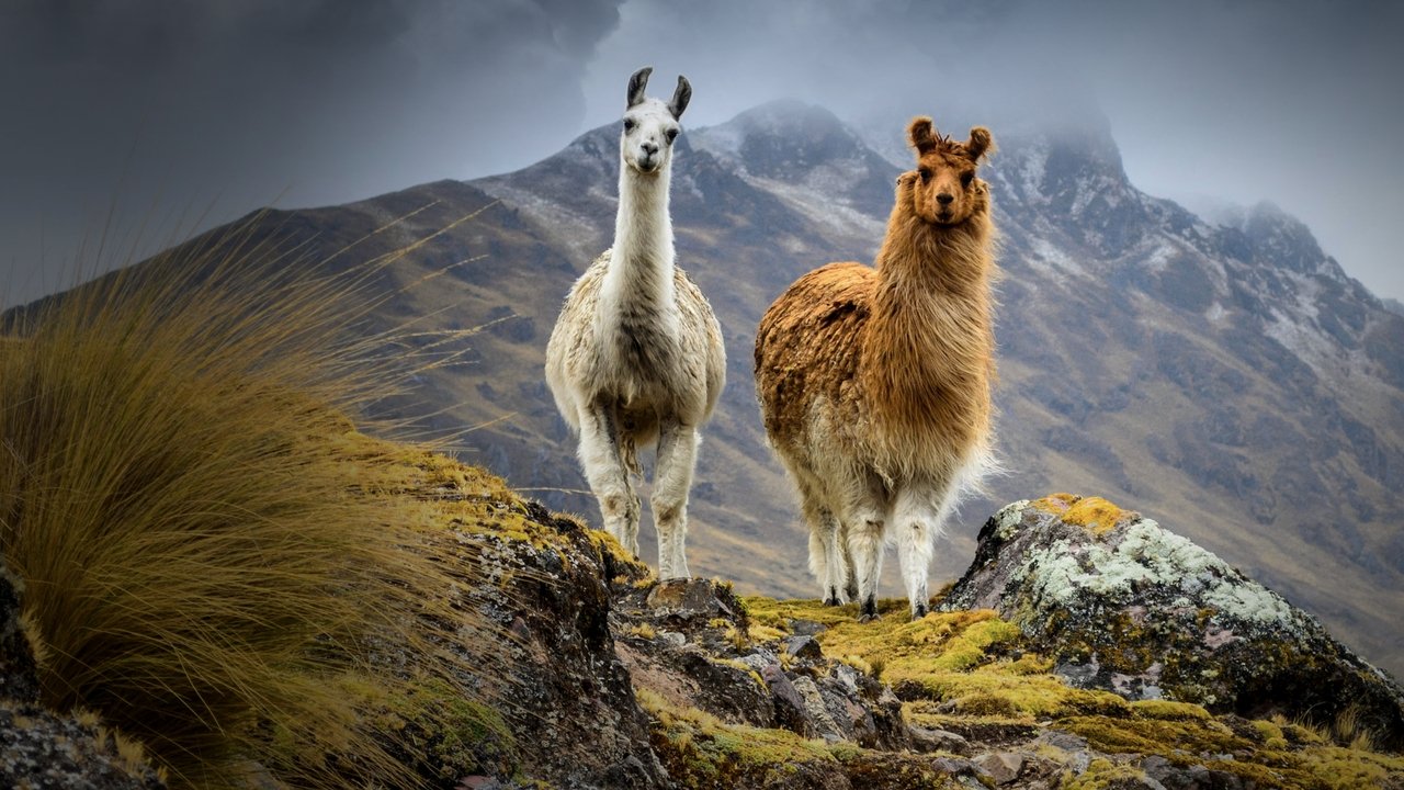 Magjia e Keqe backdrop