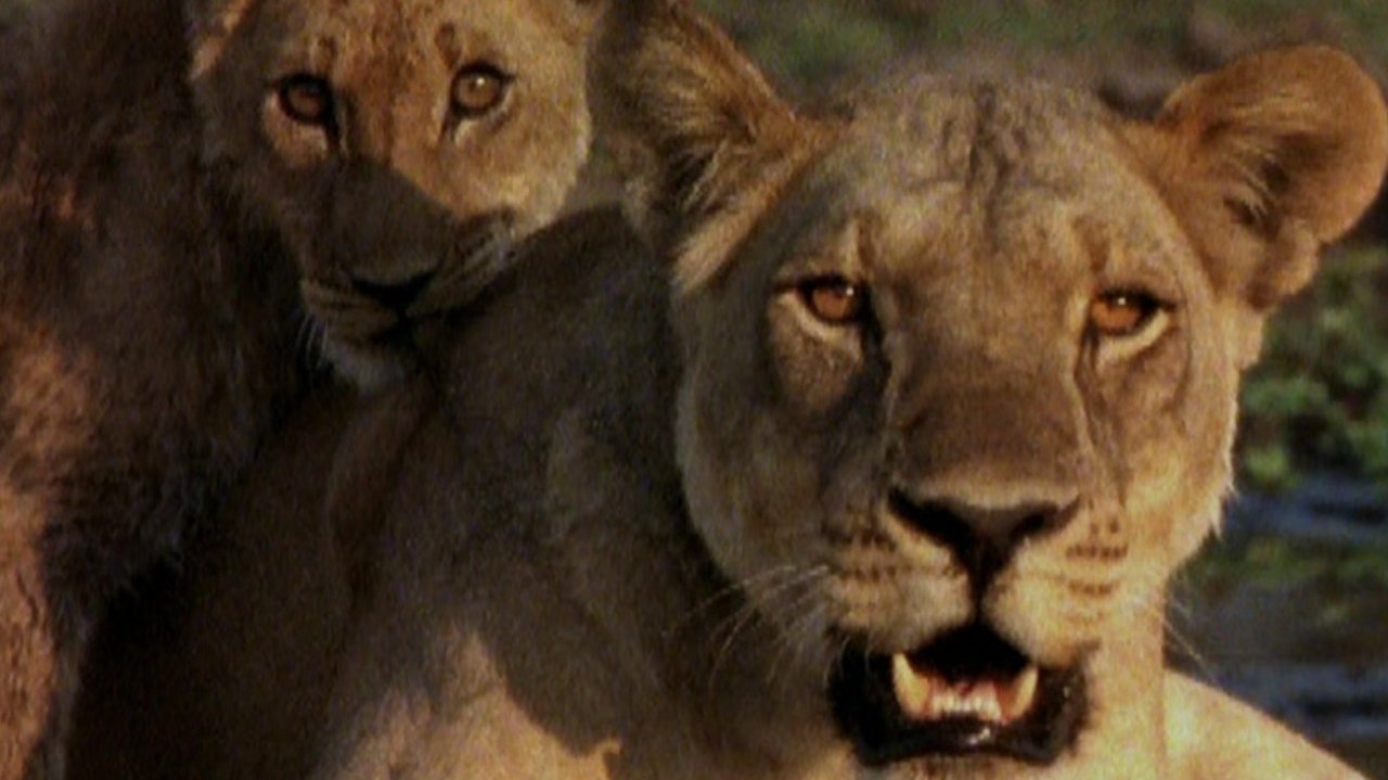 Mbrëmja e Vitit të Ri e Lee të Vjetër backdrop