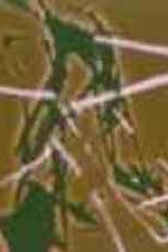 Opera Metropolitane - Puccini: Madama Butterfly