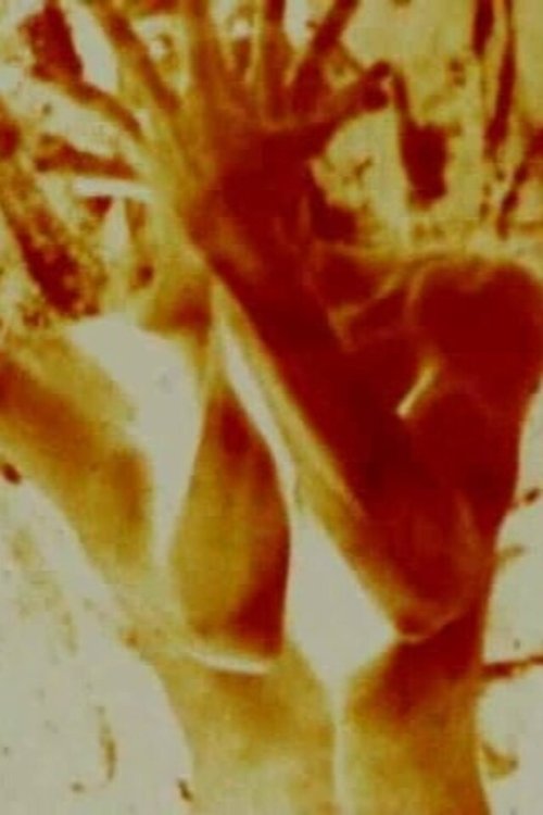 Ishulli i Zemërimit poster