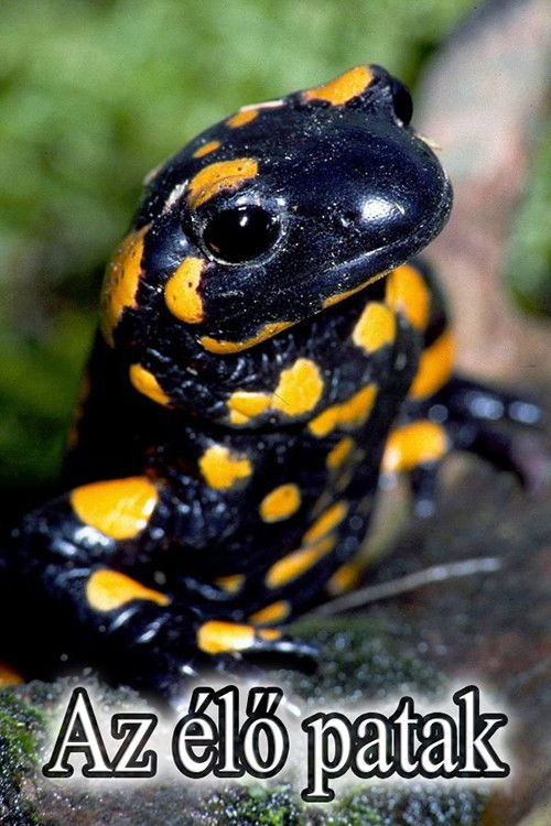 Ashes dhe Pluhur poster