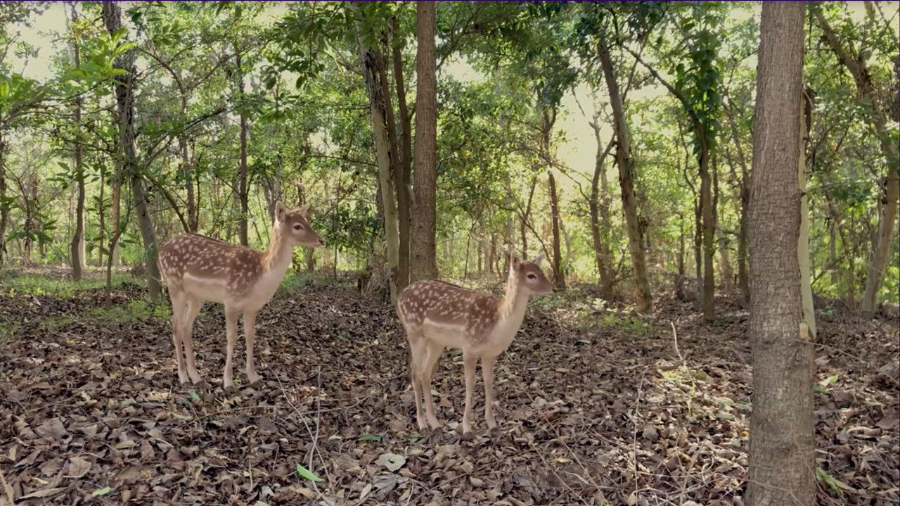 Rebeli më i Vogël backdrop