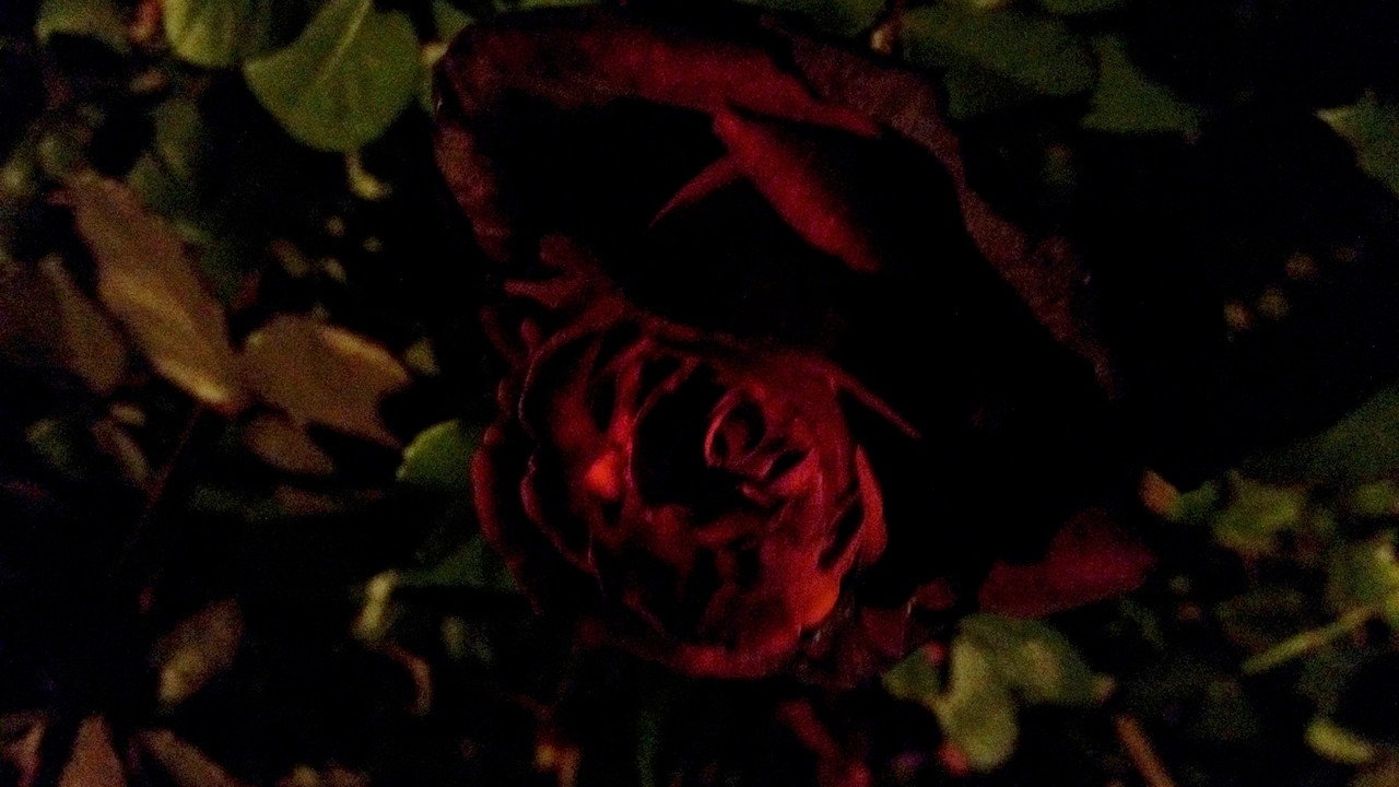 Sfida Origjinale e Shingos, Pjesa 4 backdrop