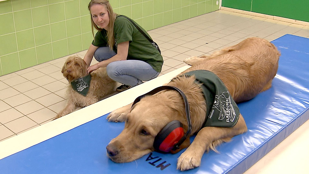 Koka ose Bishti backdrop