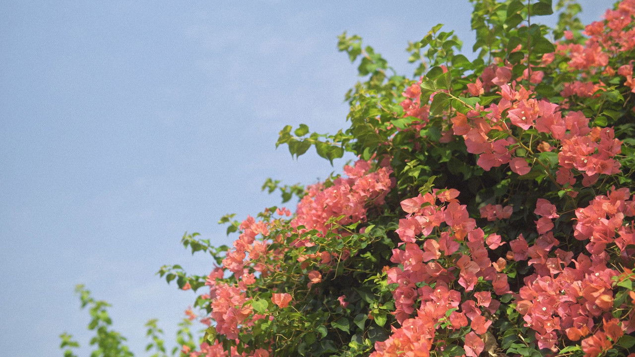 Bora e Hidhur backdrop