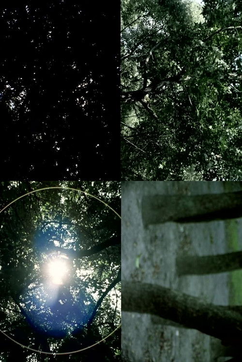 Varri i magpies poster