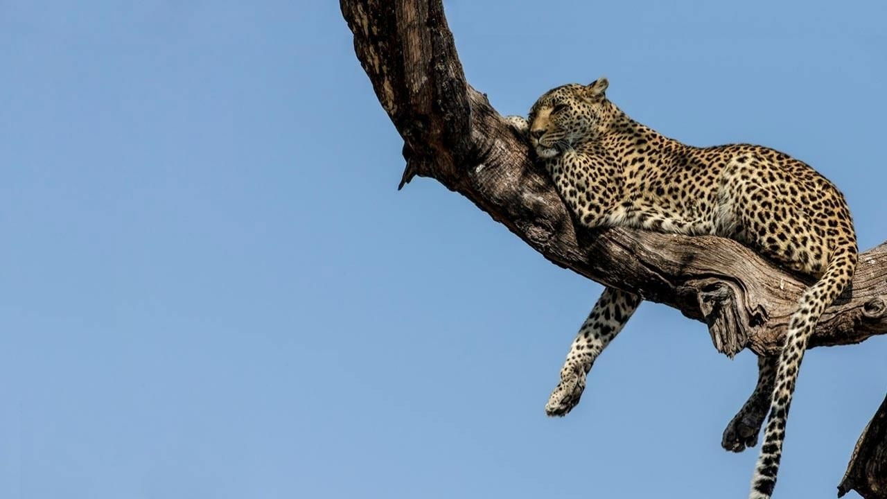 Yowis Ben 3 backdrop