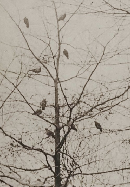 Zogu i Kafazit poster