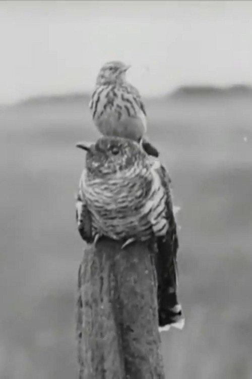 Lufta e Shenjtë e John Brown-it poster