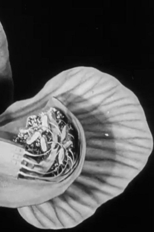 Rregullat e Rosco poster