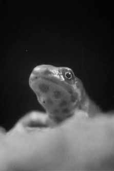 Lypësi Çmendur SuQiEr poster