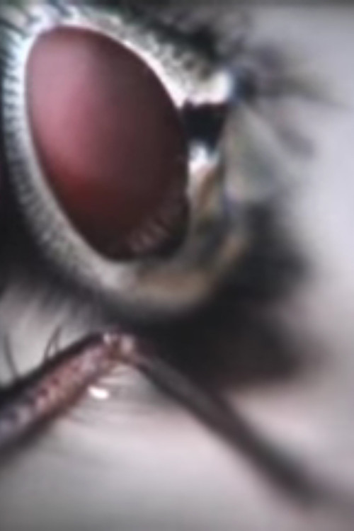 Vera e Fundit poster