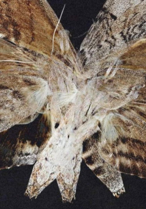 Momenti vendimtar poster