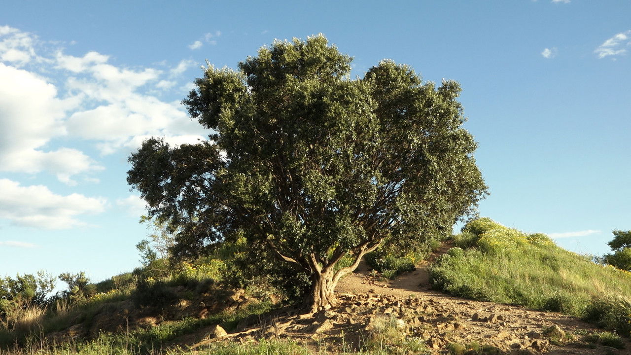 Bijin Tsuma Kakusei: Yaburareta Teisô backdrop