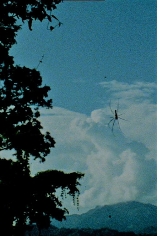 V. Silvestrov poster