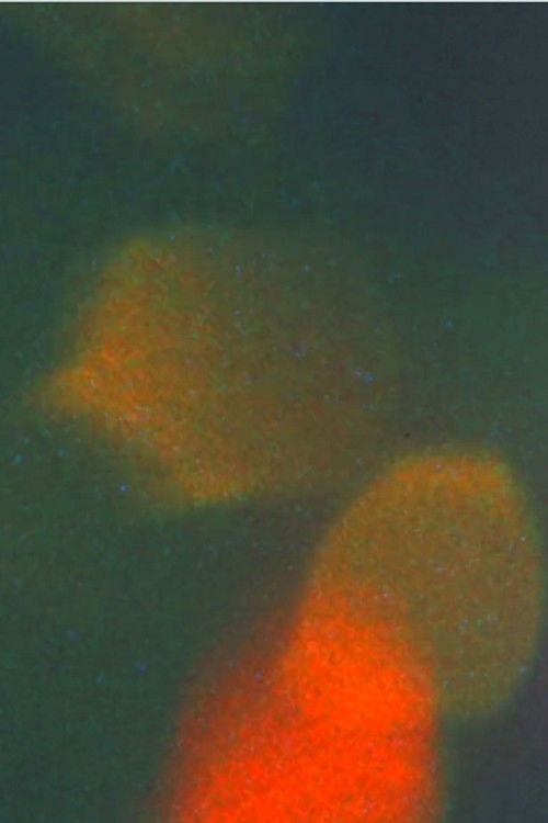 Vëllai Wang dhe Vëllai Liu Turojnë Tajvanin - Pjesa 2 poster