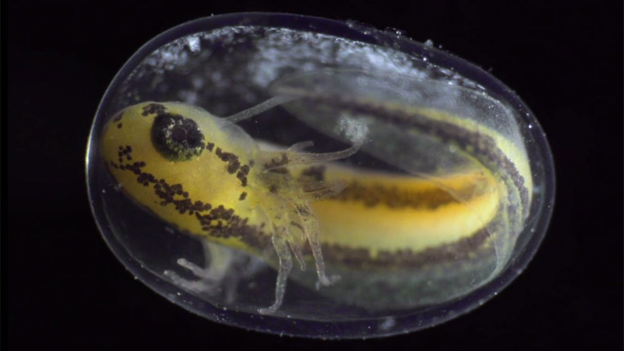 Niall Horan: Live në Royal Albert Hall backdrop