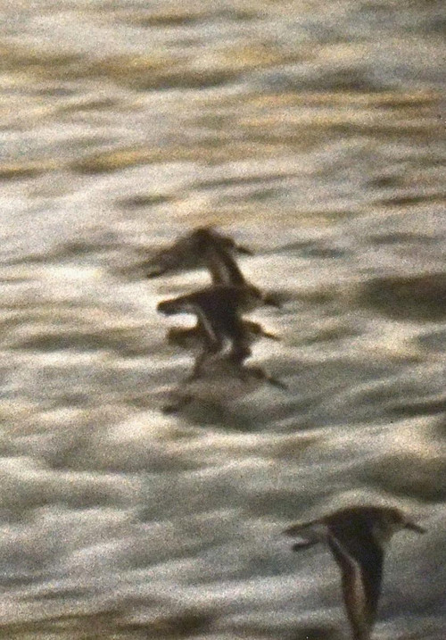 Dhelpra e Shkretëtirës poster