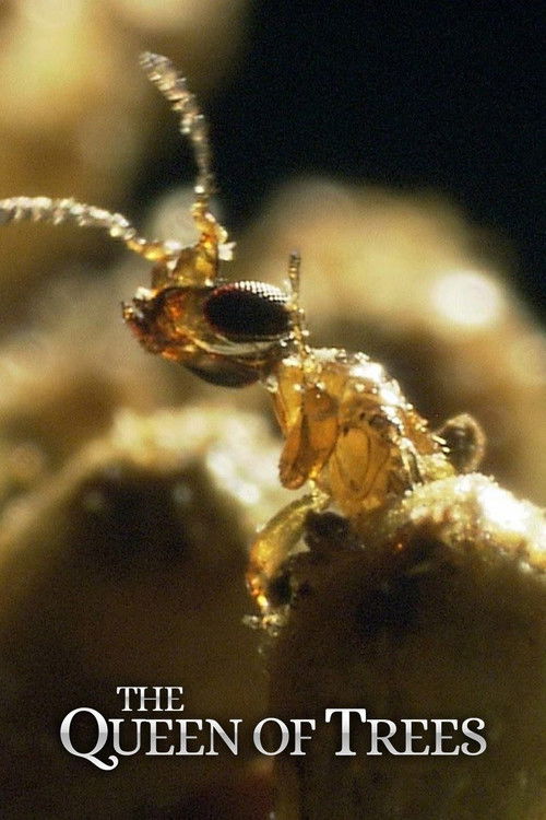 Lullaby - "Këngë Gjumi poster