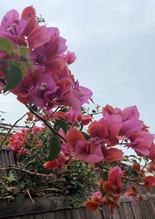 Tak-tak Vajzat poster