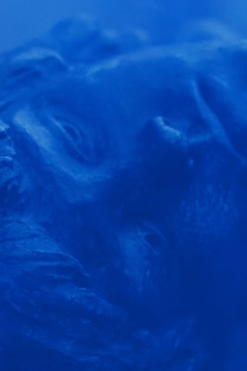 Prerja e Buzz-it poster