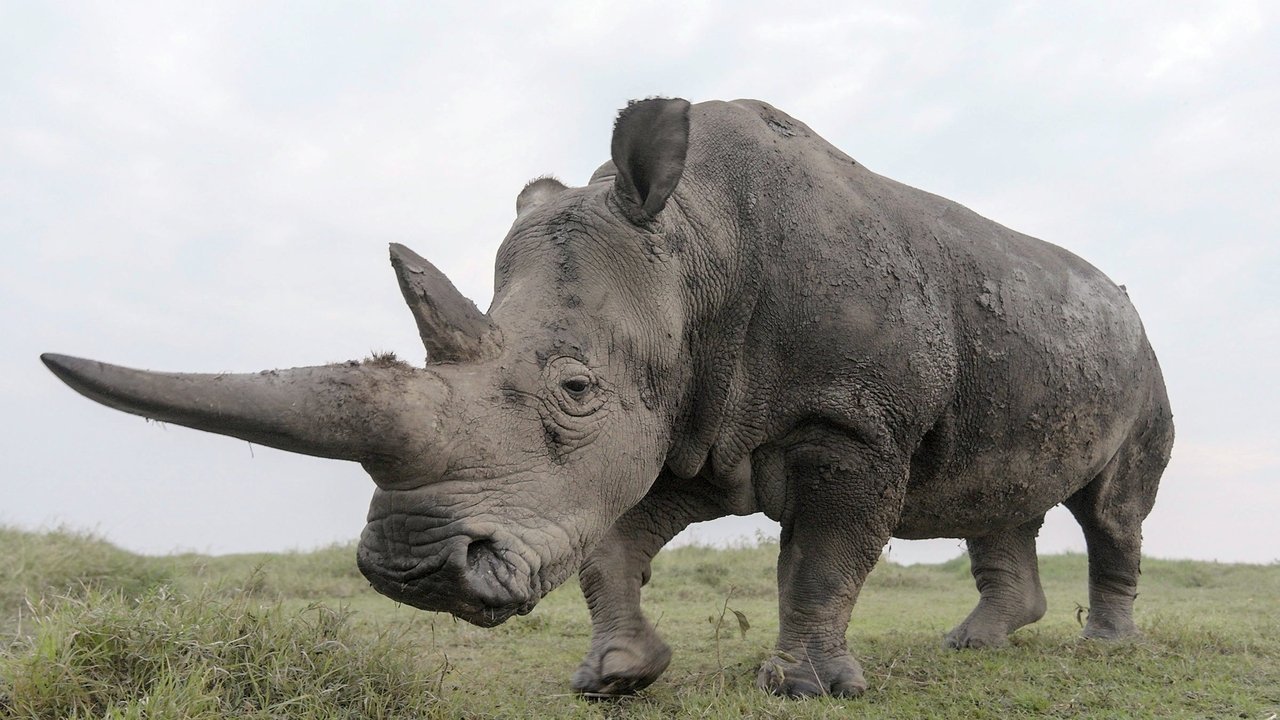 Kushdo që vjen është i ftuar backdrop