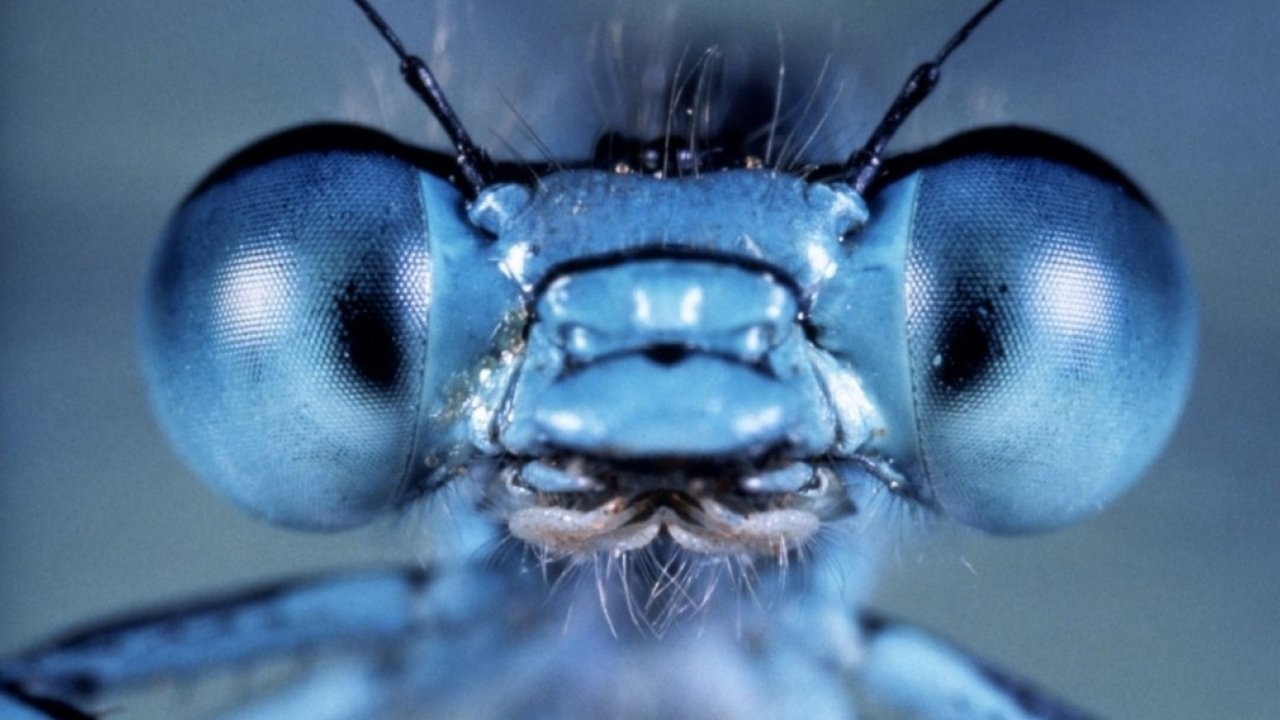 Ditët më të Lumtura të Jetës Tua backdrop