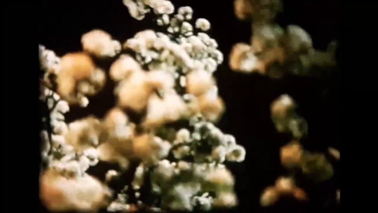 Vera dhe Giuliano backdrop