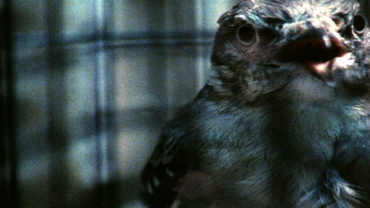 Zonja e Shpirtrave backdrop