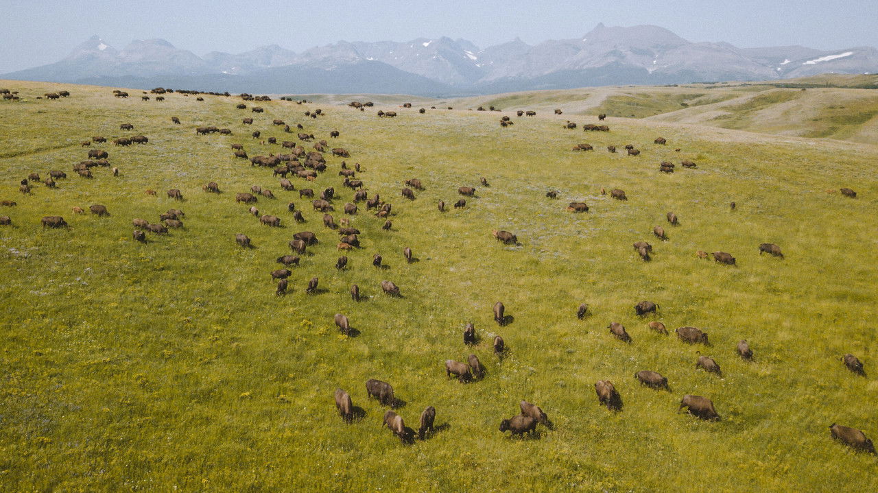 Dy Çipa dhe një Zonjë backdrop