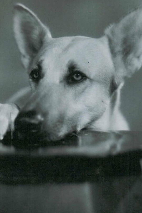 Flesh dhi Dog backdrop