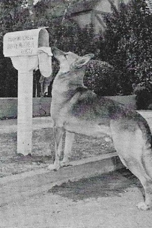 Flame the dog backdrop