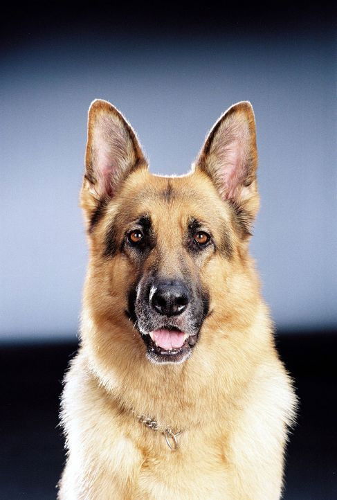 Rhett Butler backdrop