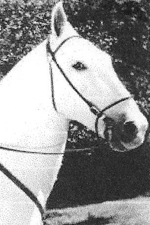 Silver King the Horse backdrop