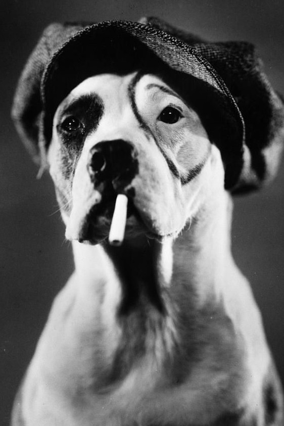 Pite dhe Dog backdrop