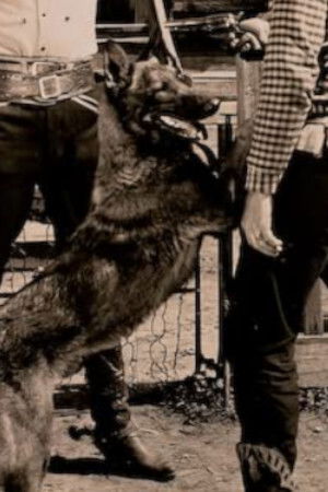 Dynamite the Dog backdrop