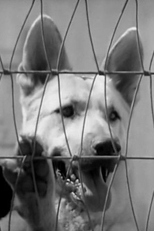 Ace the Wonder Dog backdrop