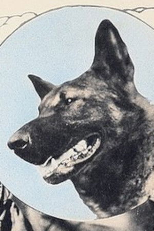 Wolfheart the Dog backdrop